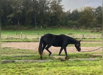 Quarterhäst, Sto, 2 år, 155 cm, Svart