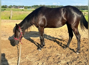 Quarterhäst, Sto, 2 år, 155 cm, Svart