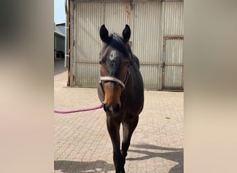 Quarterhäst, Sto, 2 år, 158 cm, Mörkbrun
