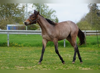 Quarterhäst, Sto, 2 år, 160 cm, Brunskimmel