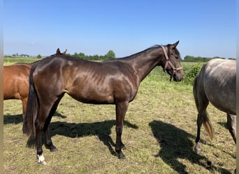 Quarterhäst, Sto, 2 år, 160 cm, Mörkbrun