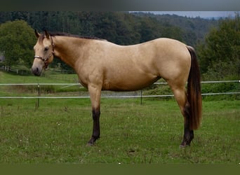 American Quarter Horse, Stute, 2 Jahre, Buckskin