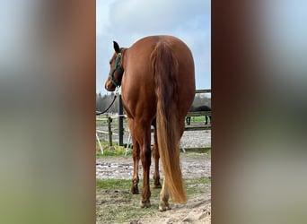 Quarterhäst, Sto, 3 år, 144 cm, fux