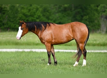 Quarterhäst, Sto, 3 år, 147 cm, Brun