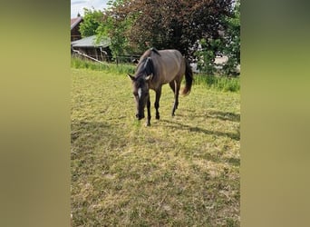 Quarterhäst, Sto, 3 år, 150 cm, Black