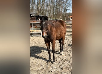 Quarterhäst, Sto, 3 år, 152 cm, Brun