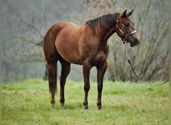 Quarterhäst, Sto, 3 år, 152 cm, Fux