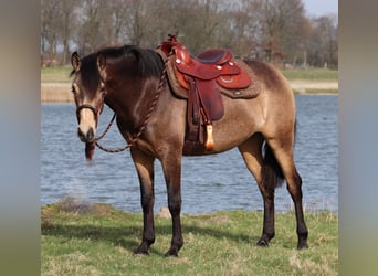 Quarterhäst, Sto, 3 år, 153 cm, Gulbrun
