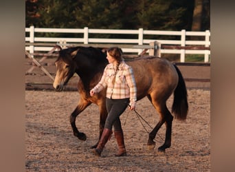 Quarterhäst Blandning, Sto, 3 år, 153 cm, Gulbrun