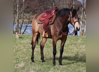 Quarterhäst Blandning, Sto, 3 år, 153 cm, Gulbrun