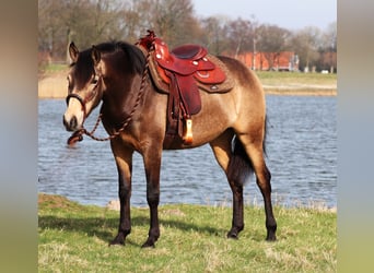 Quarterhäst, Sto, 3 år, 153 cm, Gulbrun