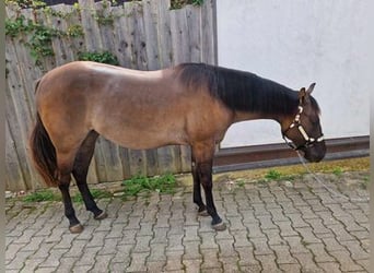 Quarterhäst, Sto, 3 år, 155 cm, Black