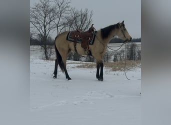 Quarterhäst, Sto, 4 år, 147 cm, Gulbrun