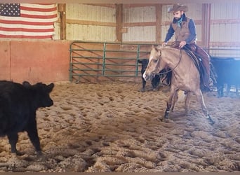 Quarterhäst, Sto, 4 år, 147 cm, Palomino