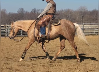 Quarterhäst, Sto, 4 år, 147 cm, Palomino