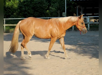 Quarterhäst, Sto, 4 år, 148 cm, fux