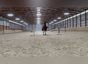 Quarterhäst, Sto, 4 år, 150 cm, Fux