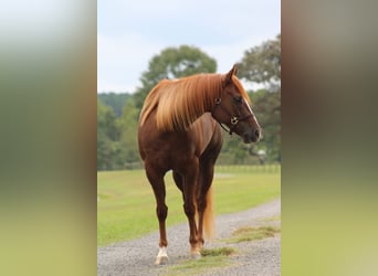 American Quarter Horse, Stute, 4 Jahre, 152 cm, Rotfuchs