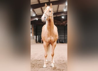 Quarterhäst, Sto, 4 år, 152 cm, Palomino