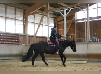 Quarterhäst, Sto, 4 år, 154 cm, Svart