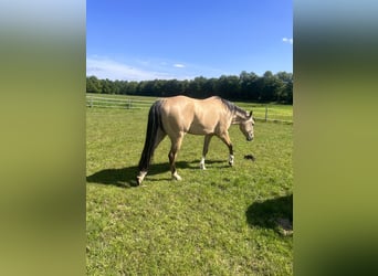 Quarterhäst, Sto, 4 år, 155 cm, Gulbrun
