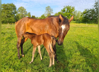 Quarterhäst, Sto, 4 år, 155 cm, Mörkbrun