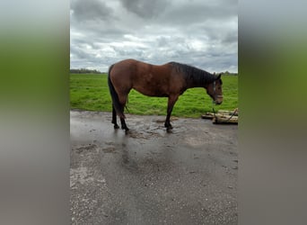 Quarterhäst, Sto, 4 år, 155 cm, Mörkbrun