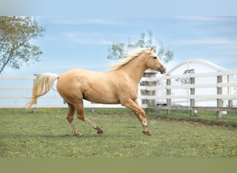 Quarterhäst, Sto, 4 år, 155 cm, Palomino