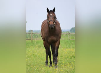 Quarterhäst, Sto, 4 år, 157 cm, Mörkbrun