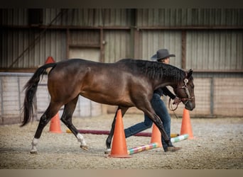 Quarterhäst, Sto, 4 år, 163 cm, Mörkbrun