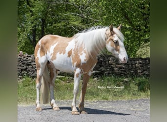 Quarterhäst, Sto, 4 år, Overo-skäck-alla-färger