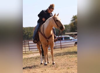 Quarterhäst, Sto, 5 år, 147 cm, Palomino