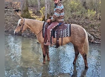 Quarterhäst, Sto, 5 år, 147 cm, Palomino