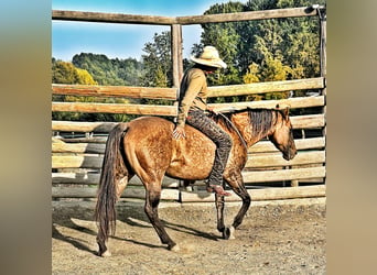 Quarterhäst, Sto, 5 år, 148 cm, Isabellblack