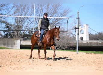Quarterhäst, Sto, 5 år, 150 cm, Fux