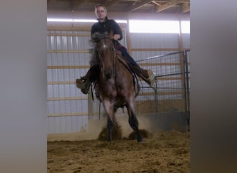 Quarterhäst, Sto, 5 år, 152 cm, Rödskimmel