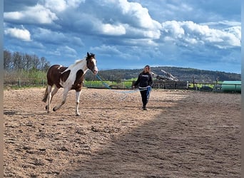 Quarterhäst Blandning, Sto, 5 år, 153 cm, Pinto