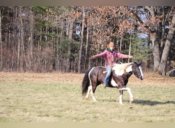Quarterhäst, Sto, 5 år, Tobiano-skäck-alla-färger