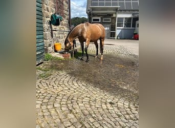 Quarterhäst, Sto, 6 år, 146 cm, Gulbrun