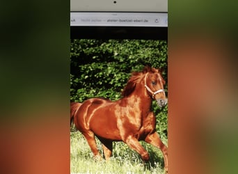 Quarterhäst, Sto, 6 år, 147 cm, fux