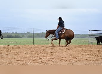 Quarterhäst, Sto, 6 år, 147 cm, Fux