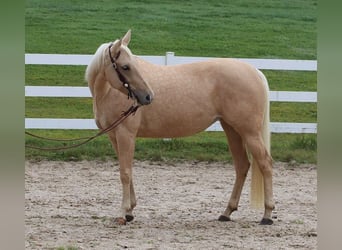 American Quarter Horse, Stute, 6 Jahre, 148 cm, Palomino