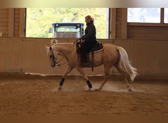 American Quarter Horse, Stute, 6 Jahre, 148 cm, Palomino