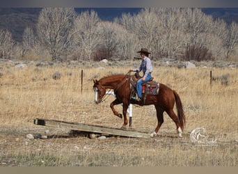 Quarterhäst, Sto, 6 år, 150 cm, Fux