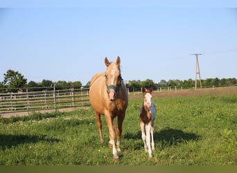 Quarterhäst, Sto, 6 år, 151 cm, Palomino