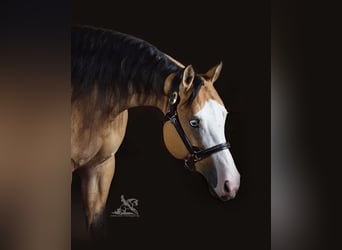 Quarterhäst, Sto, 6 år, 157 cm, Gulbrun
