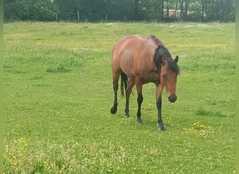 Quarterhäst, Sto, 7 år, 140 cm, Brun