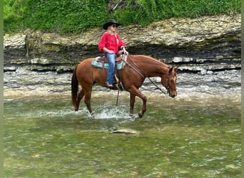 Quarterhäst, Sto, 7 år, 145 cm, Fux