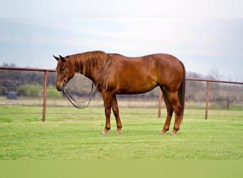 Quarterhäst, Sto, 7 år, 145 cm, Fux