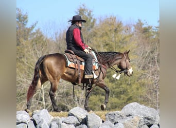 Quarterhäst, Sto, 7 år, 145 cm, Gulbrun